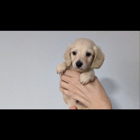 Dachshund (Standard &amp; Miniature) - Both
