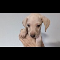 Dachshund (Standard &amp; Miniature) - Both