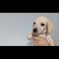 Dachshund (Standard &amp; Miniature) - Both