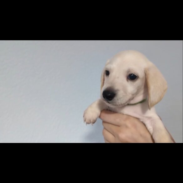 Dachshund (Standard &amp; Miniature) - Both