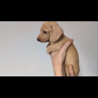 Dachshund (Standard &amp; Miniature) - Both