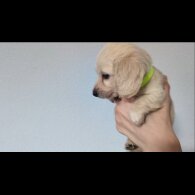 Dachshund (Standard &amp; Miniature) - Both