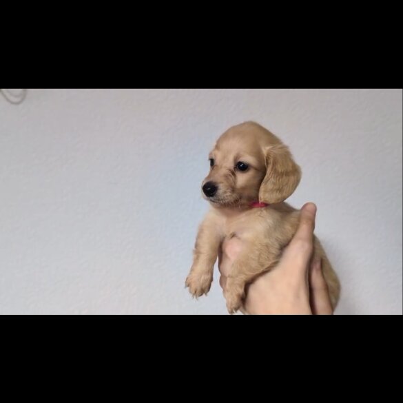 Dachshund (Standard &amp; Miniature) - Both