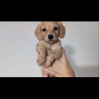 Dachshund (Standard &amp; Miniature) - Both