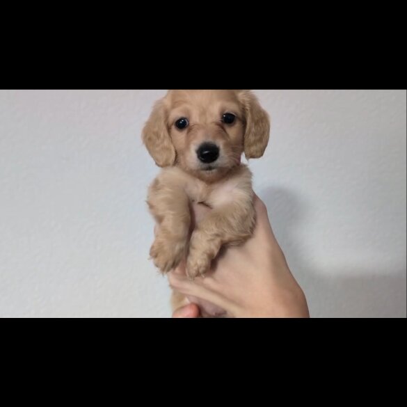 Dachshund (Standard &amp; Miniature) - Both