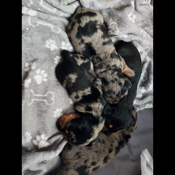 Dachshund (Standard &amp; Miniature) - Bitches