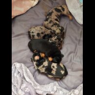 Dachshund (Standard &amp; Miniature) - Bitches