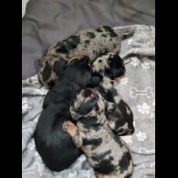 Dachshund (Standard &amp; Miniature) - Bitches