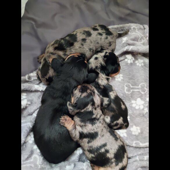 Dachshund (Standard &amp; Miniature) - Bitches