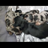 Dachshund (Standard &amp; Miniature) - Bitches