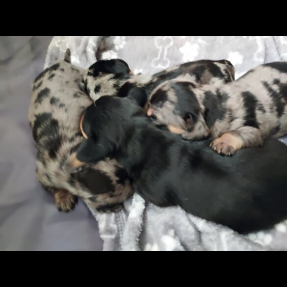 Dachshund (Standard &amp; Miniature) - Bitches