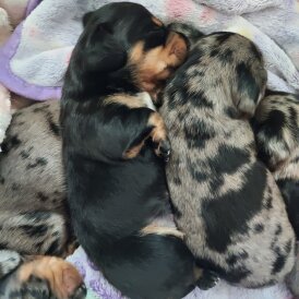 Dachshund (Standard &amp; Miniature) - Bitches