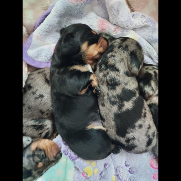Dachshund (Standard &amp; Miniature) - Bitches