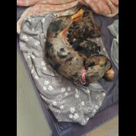 Dachshund (Standard &amp; Miniature) - Bitches