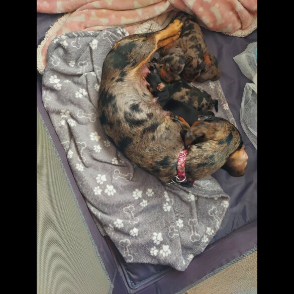 Dachshund (Standard &amp; Miniature) - Bitches