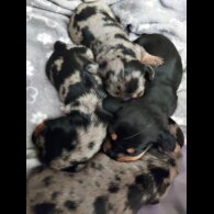 Dachshund (Standard &amp; Miniature) - Bitches