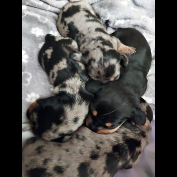Dachshund (Standard &amp; Miniature) - Bitches
