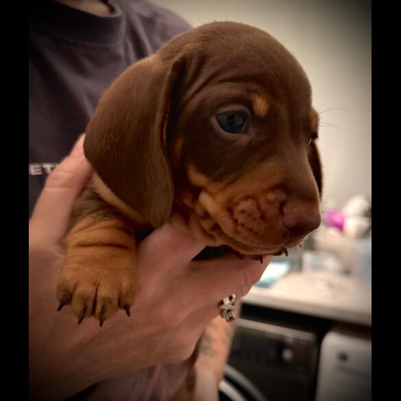 Dachshund (Standard &amp; Miniature) - Both