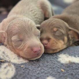 Dachshund (Standard &amp; Miniature) - Both