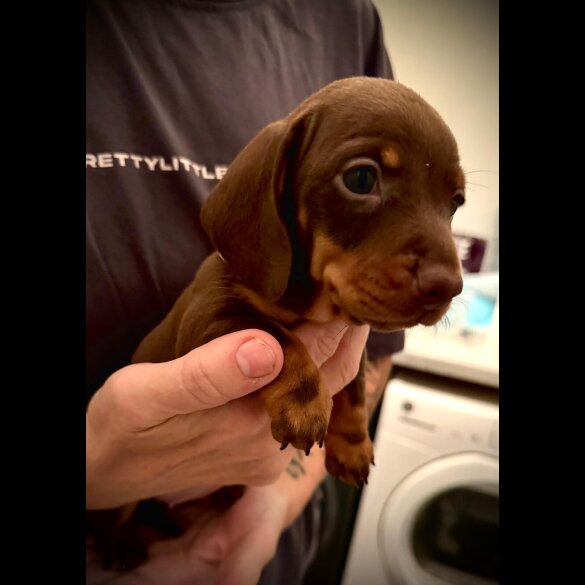 Dachshund (Standard &amp; Miniature) - Both