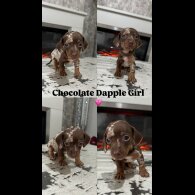 Dachshund (Standard &amp; Miniature) - Both