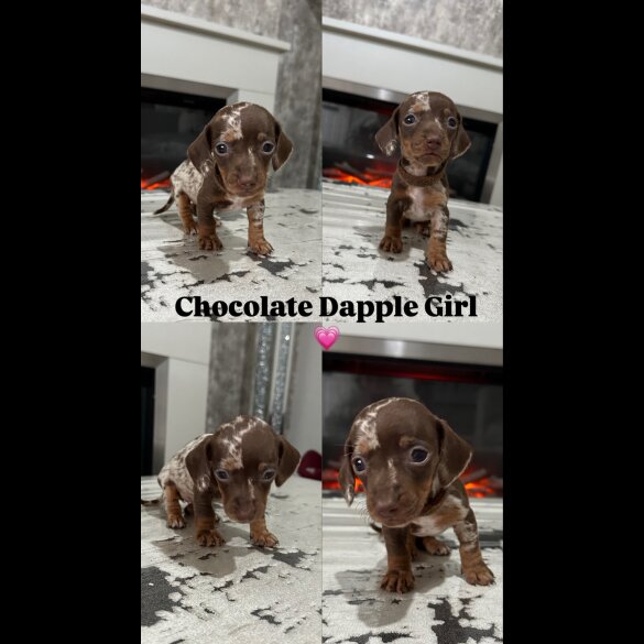 Dachshund (Standard &amp; Miniature) - Both