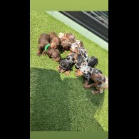 Dachshund (Standard &amp; Miniature) - Both
