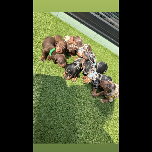 Dachshund (Standard &amp; Miniature) - Both