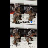 Dachshund (Standard &amp; Miniature) - Both