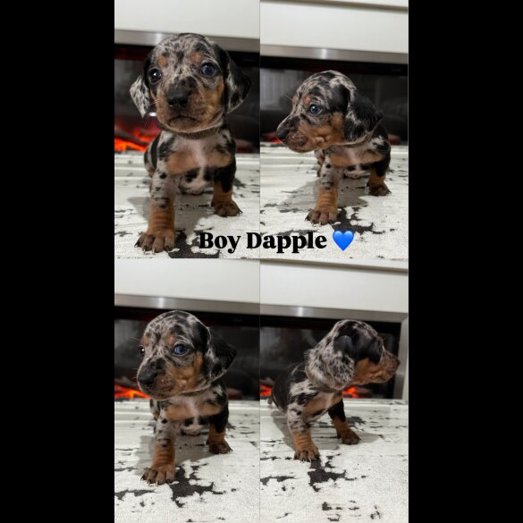Dachshund (Standard &amp; Miniature) - Both
