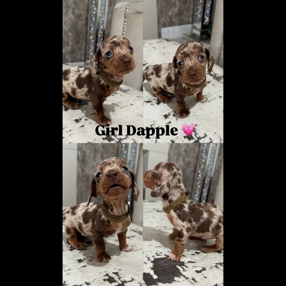 Dachshund (Standard &amp; Miniature) - Both