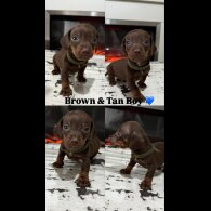Dachshund (Standard &amp; Miniature) - Both