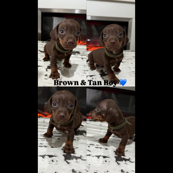 Dachshund (Standard &amp; Miniature) - Both