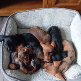 Dachshund (Standard &amp; Miniature) - Bitches