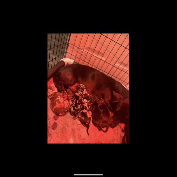 Dachshund (Standard &amp; Miniature) - Both