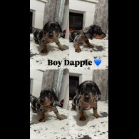 Dachshund (Standard &amp; Miniature) - Both