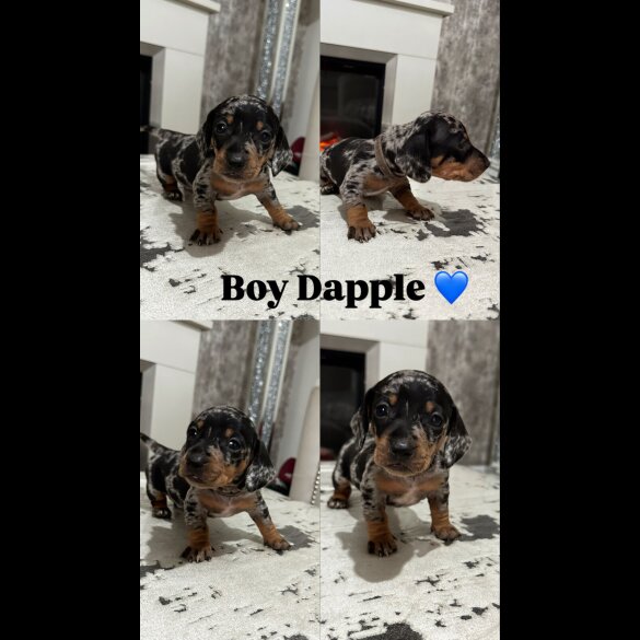Dachshund (Standard &amp; Miniature) - Both
