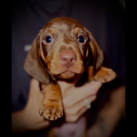 Dachshund (Standard &amp; Miniature) - Both