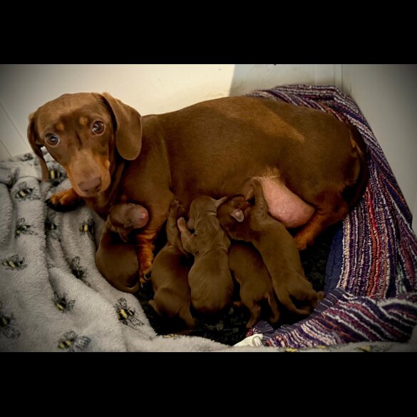 Dachshund (Standard &amp; Miniature) - Both