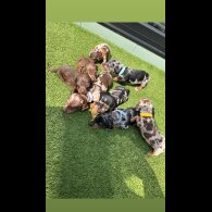 Dachshund (Standard &amp; Miniature) - Both