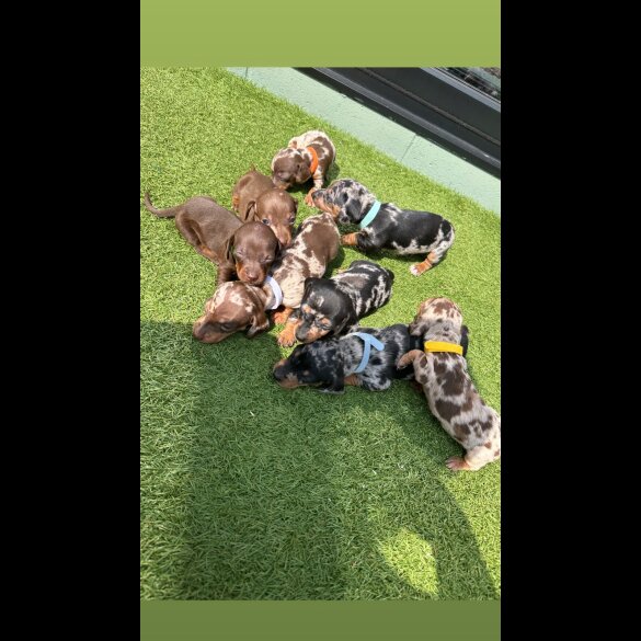 Dachshund (Standard &amp; Miniature) - Both