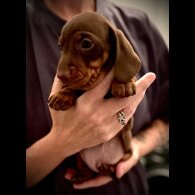 Dachshund (Standard &amp; Miniature) - Both