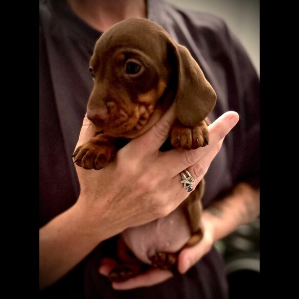 Dachshund (Standard &amp; Miniature) - Both
