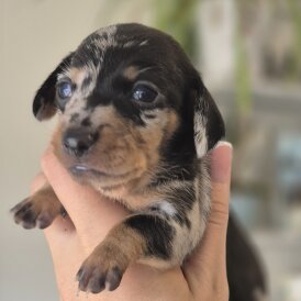 Dachshund (Standard &amp; Miniature) - Both