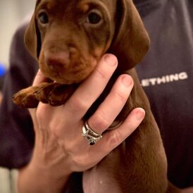 Dachshund (Standard &amp; Miniature) - Both