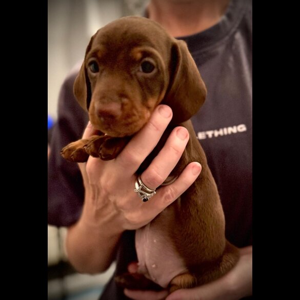 Dachshund (Standard &amp; Miniature) - Both