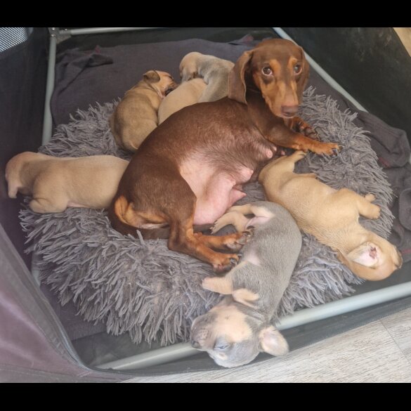 Dachshund (Standard &amp; Miniature) - Both