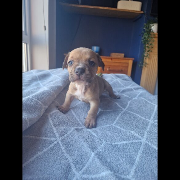 Dachshund (Standard &amp; Miniature) - Both