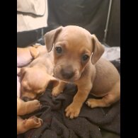 Dachshund (Standard &amp; Miniature) - Both
