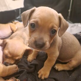 Dachshund (Standard &amp; Miniature) - Both